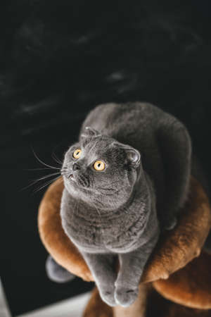 Scots lop-eared fold gray cat with big yellow eyes close-up on black background lying on stoveの写真素材