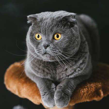 Scots lop-eared fold gray cat with big yellow eyes close-up on a black backgroundの写真素材