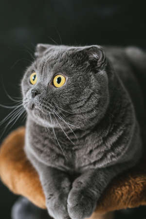 Scots lop-eared gray cat with big yellow eyes close-up on a black background. Verticalの写真素材