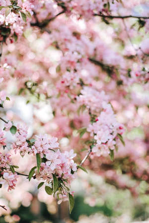 A flowering branch of a pink cherry close-up background bokeh. Vertical.の写真素材