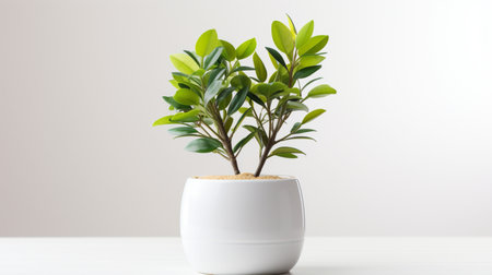Indoor Small plant in pot on background, copy space, AI Generated, copy spaceの素材