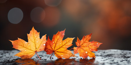 closeup colorful autumn bright autumn leaf, beautiful serene scenery, copy space for greeting card.の素材