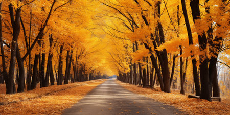 Autumn forest Scenery with road and warm sunlight shine through branches of trees, colorful nature.の素材
