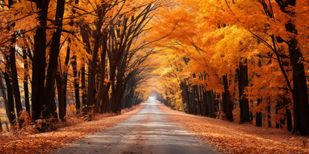 Autumn forest Scenery with road and warm sunlight shine through branches of trees, colorful nature.の素材