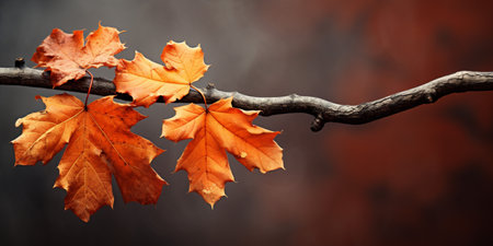 closeup colorful autumn bright autumn leaf, beautiful serene scenery, copy space for greeting card.の素材