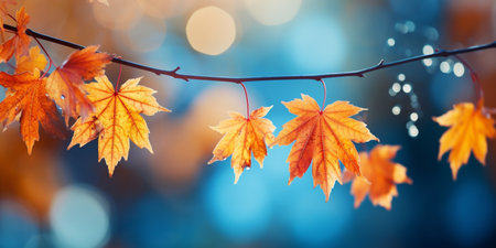 closeup colorful autumn bright autumn leaf, beautiful serene scenery, copy space for greeting card.の素材