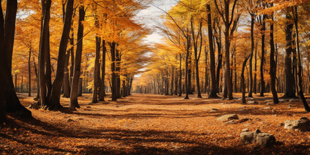 Autumn forest Scenery with road and warm sunlight shine through branches of trees, colorful nature.の素材