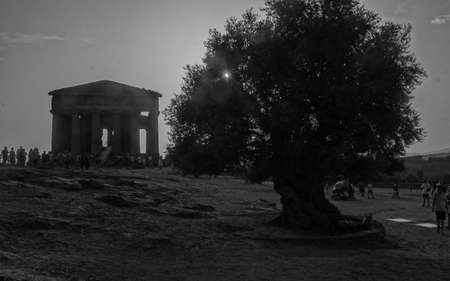 Black and white view of ancient greek style temple in Agrigento in famous Valle dei Templi with foreground tree in the summerの写真素材