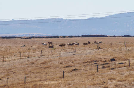 herd of cows in the summerの写真素材