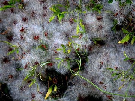 Very strange plant blouson disease?