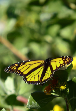 Yellow golden butterfly landing on a flower in spring lightの写真素材