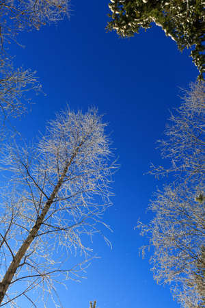 Trees on skyの写真素材