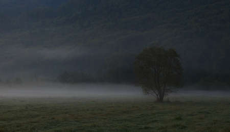 Lonely treeの写真素材