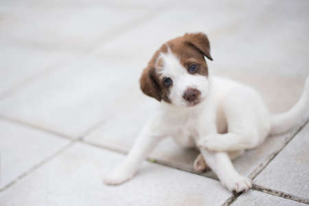 Puppyの写真素材
