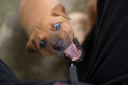 Puppyの写真素材