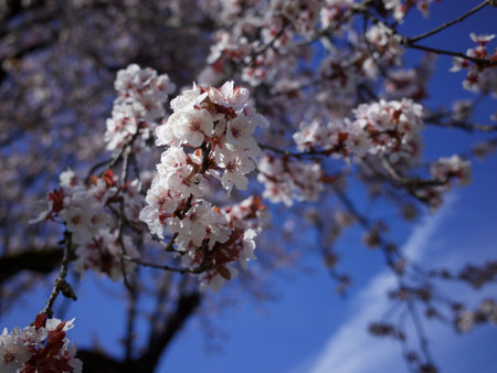 Cherry flower blossoming