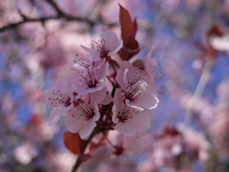 Cherry flower blossoming
