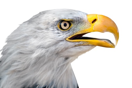 Bald eagle isolated on white backgroundの写真素材