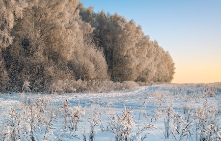 Winter landscape with rime forest and sunset lightingの写真素材