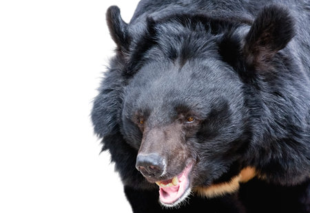 Portrait of himalayan bear isolated on white backgroundの写真素材