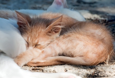 Ginger kitten sleeping on mother-catの写真素材