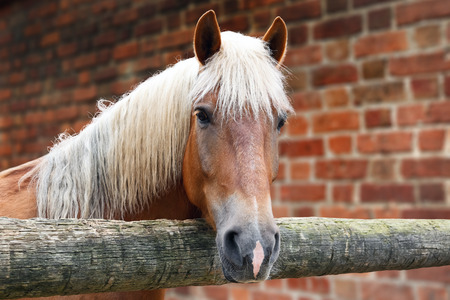Portrait of horse of palomino color in the stallの写真素材