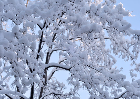Snow and ice on branches  Russia, Moscow, December