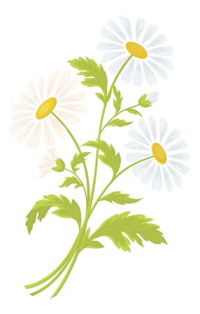 Bouquet of daisies flowers isolated on a white background  Vector illustrationのイラスト素材