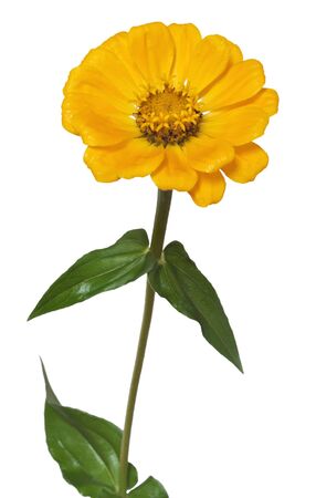 Flower Zinnia with green leaves, isolated on white backgroundの写真素材