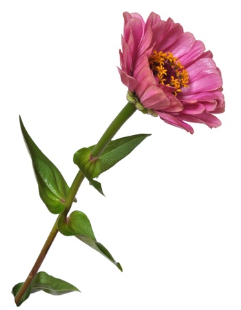 Flower Zinnia with green leaves, isolated on white backgroundの写真素材