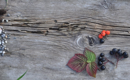 Autumn Raspberry Leaves, Rowan Berries and Stones on the Old Boardの写真素材