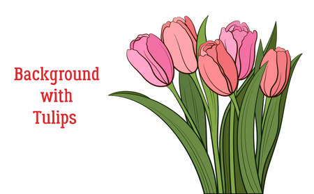 Tulips Pink and Red Flowers and Green Leaves Isolated on a White, Holiday Background. Vectorのイラスト素材