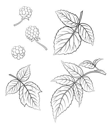 Blackberry and Leaves, Black Contours on White Background. Vectorのイラスト素材