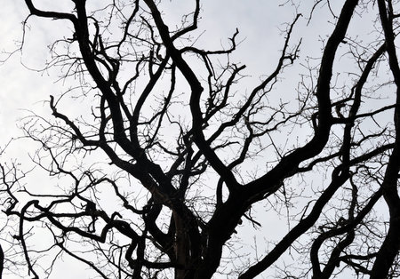 Landscape, Oak Branches Dark Silhouettes Against the Background of a Gray Winter Sky
