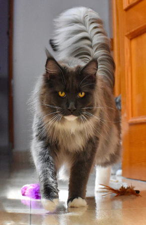 Cat walkingの写真素材