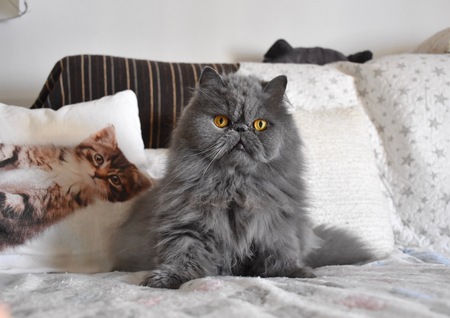 Cat on the sofaの写真素材