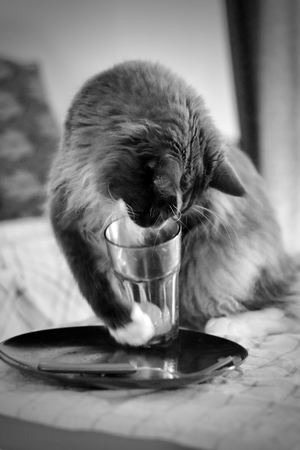 Cat playingの写真素材