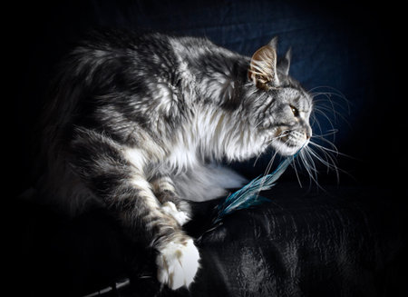 Noah - compositionの写真素材