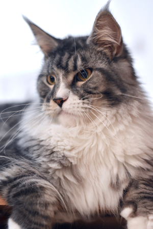 Noah Maine Coon Catの写真素材