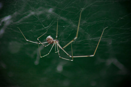 Macro photo of daddy long legs spider (Phalangium opilio). The spider is in its web, hanging down....