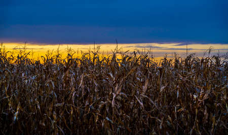 Photo of a dried out crop field at sundown. Beautiful blue and yellow clouds.の写真素材