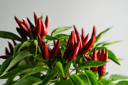 Chili pepper saltillo (Capsicum annum) plant, with lots of chilis on it. Ripe red hot chili peppers on a plant. White background. Close up photo.の写真素材