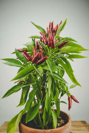 Chili pepper saltillo (Capsicum annum) plant, with lots of chilis on it. Ripe red hot chili peppers on a plant.  White background. The plant is in a ceramic pot.の写真素材