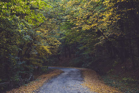 Beautiful forest in the mountains in autumn. Asphalt road in the woods. Dried yellow and brown leaves on the side of the road.の写真素材