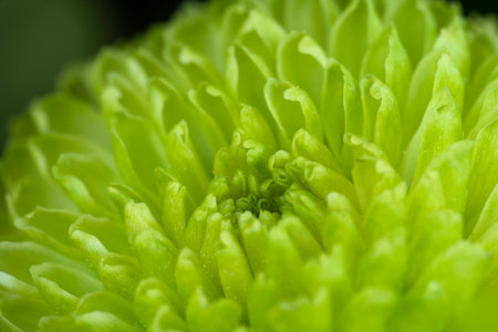 Green Chrysanthemum Flower head closeupの写真素材