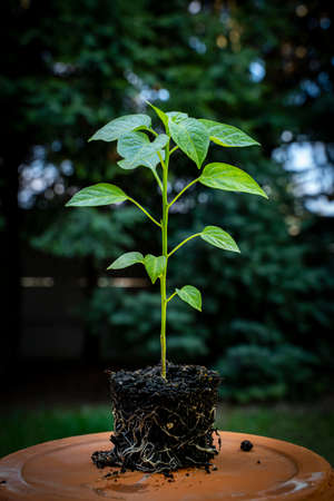 Carolina Reaper hot chili pepper (Capsicum chinense HP22B) plant on a ceramic plate, before transplant. Side view. Blurry background.の写真素材
