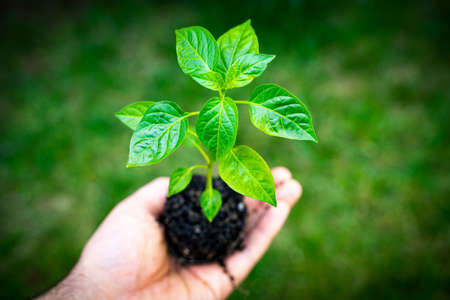 Carolina Reaper hot chili pepper (Capsicum chinense HP22B) plant in the hands of a man. Top view. Blurry green grass background.の写真素材