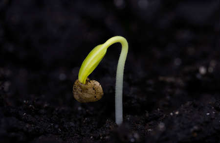 Carolina Reaper Chili Pepper (Capsicum Chinense) seedling. Sprouting from the soil. Macro photo. Black background. Side view, flat.の写真素材