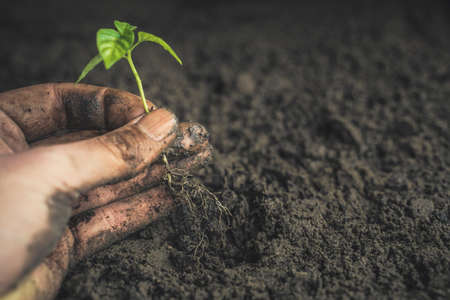 A man hand planting a chili pepper seedling into dark soil. Close up photo. Side view.の写真素材