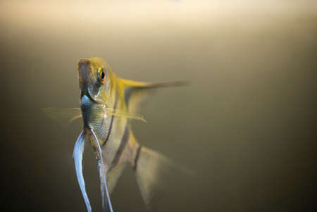 Close up photo of an Angel Fish (Pterophyllum scalare) in a fish tank. The fish is swimming upwards.の写真素材